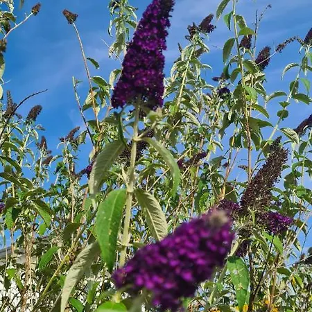 Zum Stuxblick ホームステイ